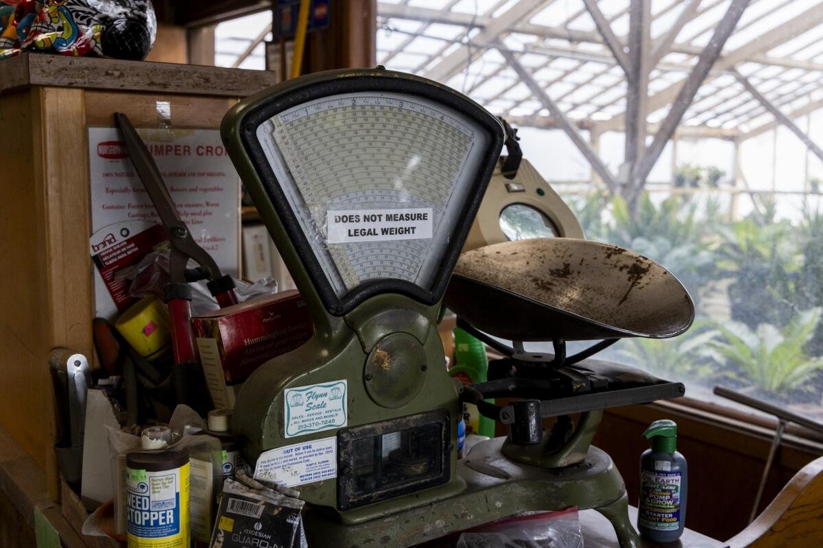 A scale is seen inside a plant nursery