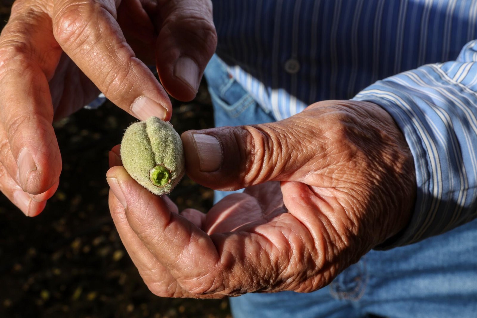 Farmer Joe Del Bosque holds a raw almond. 